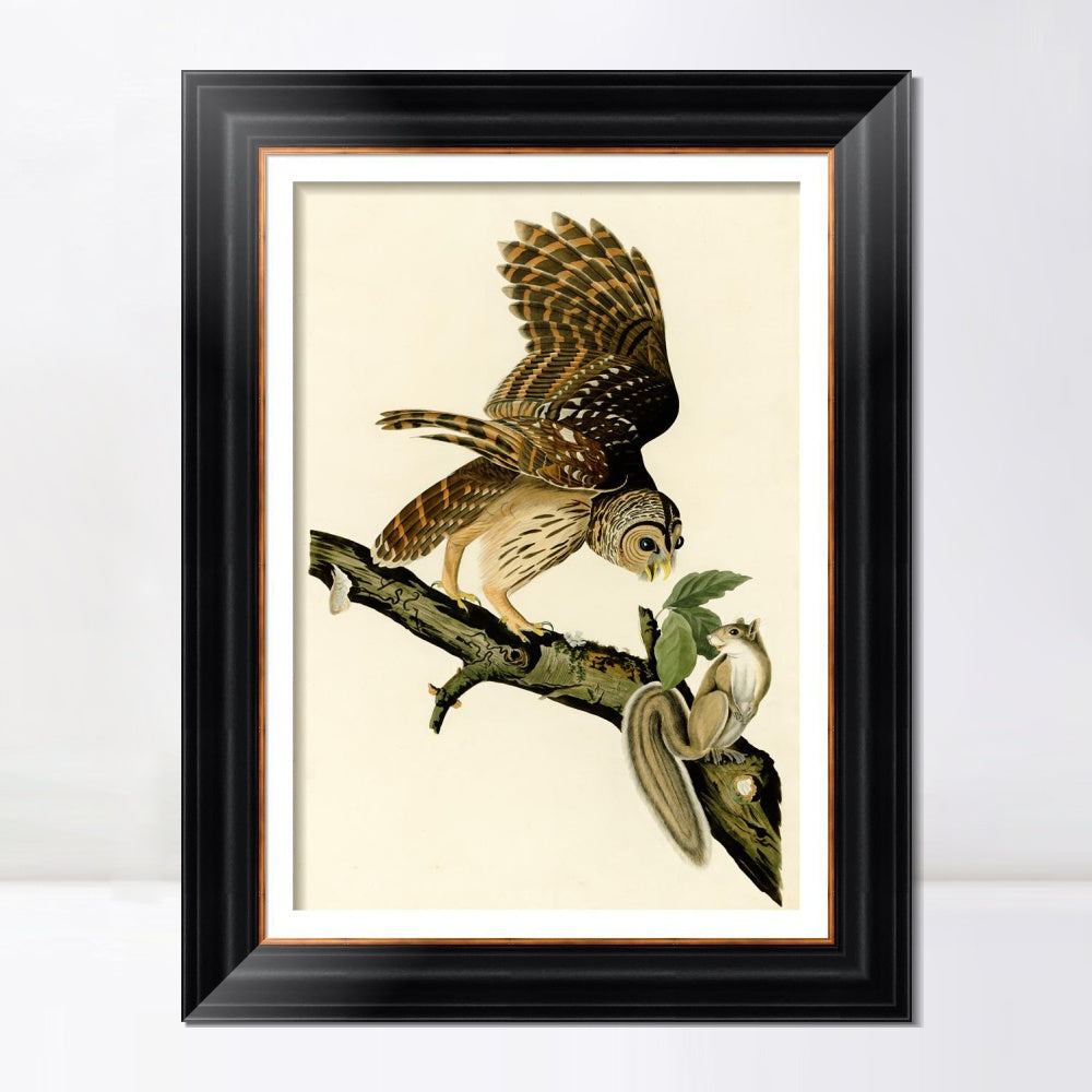 INVIN ART Framed Canvas Art Giclee Print Barred Owl by John James Audubon  Home Office Wall Art Decorations