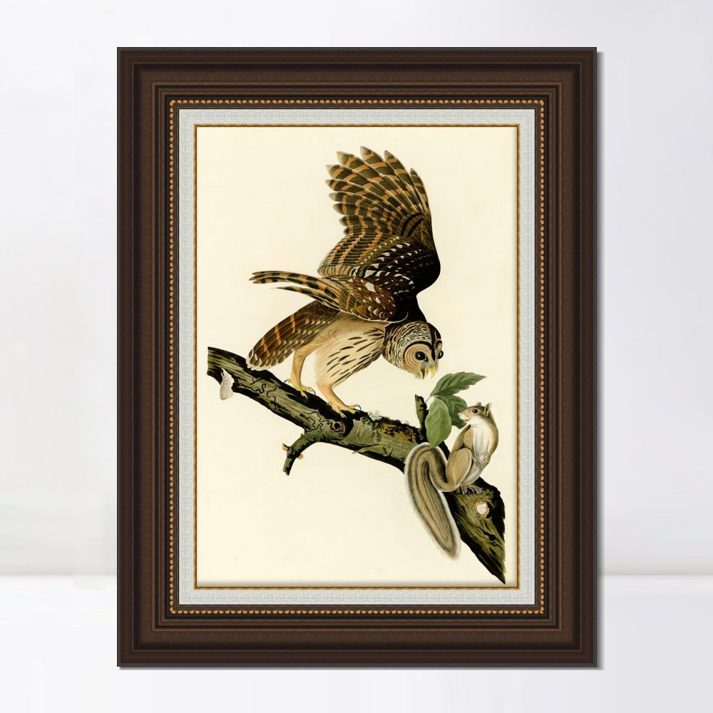 INVIN ART Framed Canvas Art Giclee Print Barred Owl by John James Audubon  Home Office Wall Art Decorations