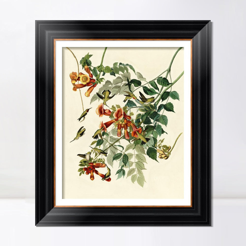 INVIN ART Framed Canvas Art Giclee Print Ruby Throated Humming Bird by John James Audubon  Home Office Wall Art Decorations