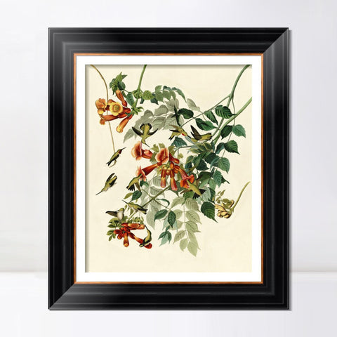 INVIN ART Framed Canvas Art Giclee Print Ruby Throated Humming Bird by John James Audubon Living Room Home Office Wall Art Decorations