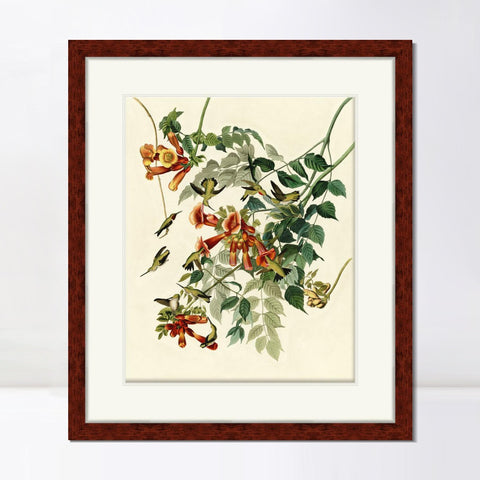 INVIN ART Framed Canvas Art Giclee Print Ruby Throated Humming Bird by John James Audubon Living Room Home Office Wall Art Decorations