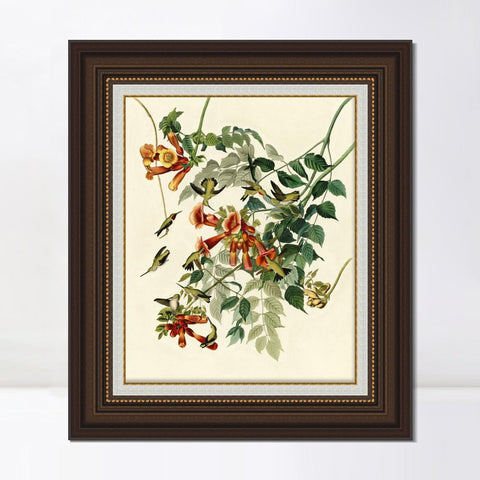 INVIN ART Framed Canvas Art Giclee Print Ruby Throated Humming Bird by John James Audubon Living Room Home Office Wall Art Decorations