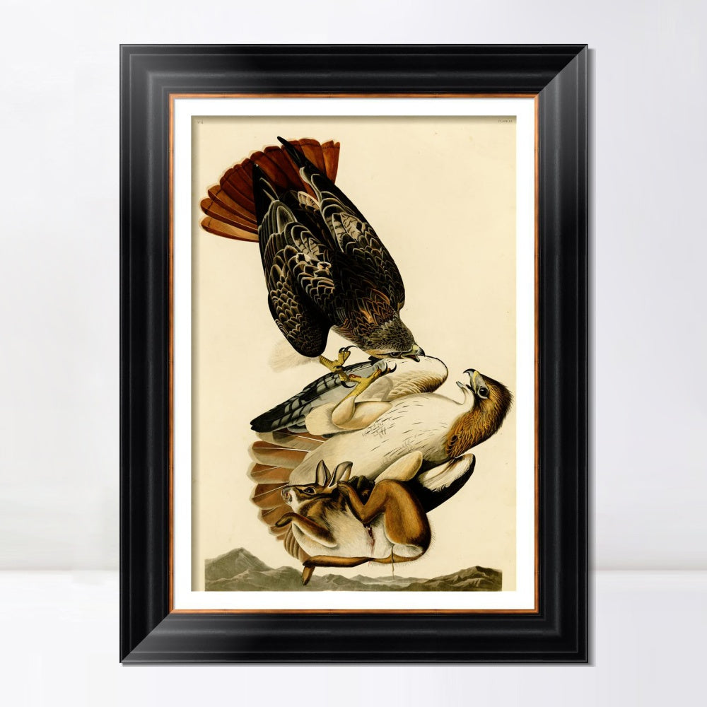 INVIN ART Framed Canvas Art Giclee Print Red Tailed Hawk by John James Audubon  Home Office Wall Art Decorations