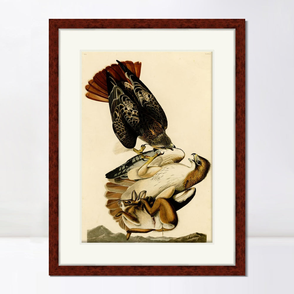 INVIN ART Framed Canvas Art Giclee Print Red Tailed Hawk by John James Audubon  Home Office Wall Art Decorations