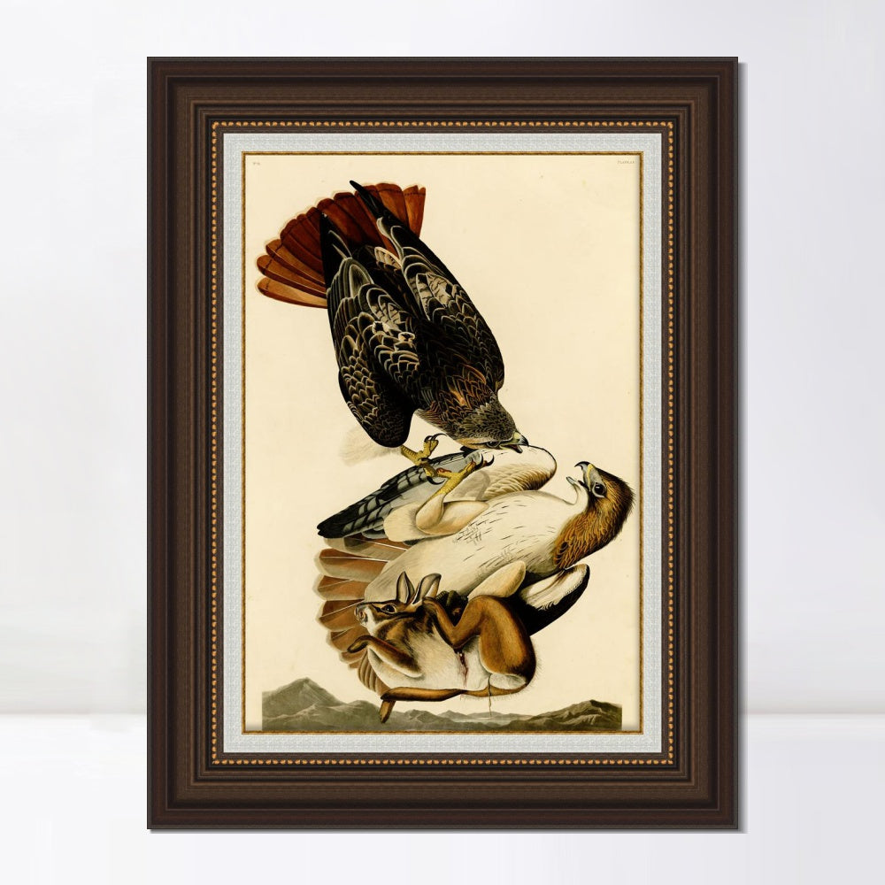 INVIN ART Framed Canvas Art Giclee Print Red Tailed Hawk by John James Audubon  Home Office Wall Art Decorations