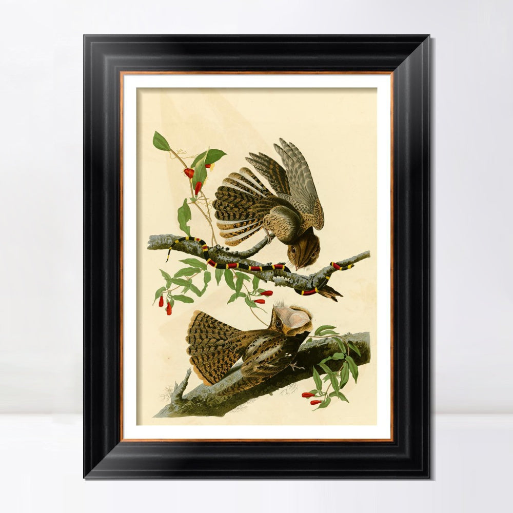 INVIN ART Framed Canvas Art Giclee Print Chuck Will's Widow by John James Audubon  Home Office Wall Art Decorations