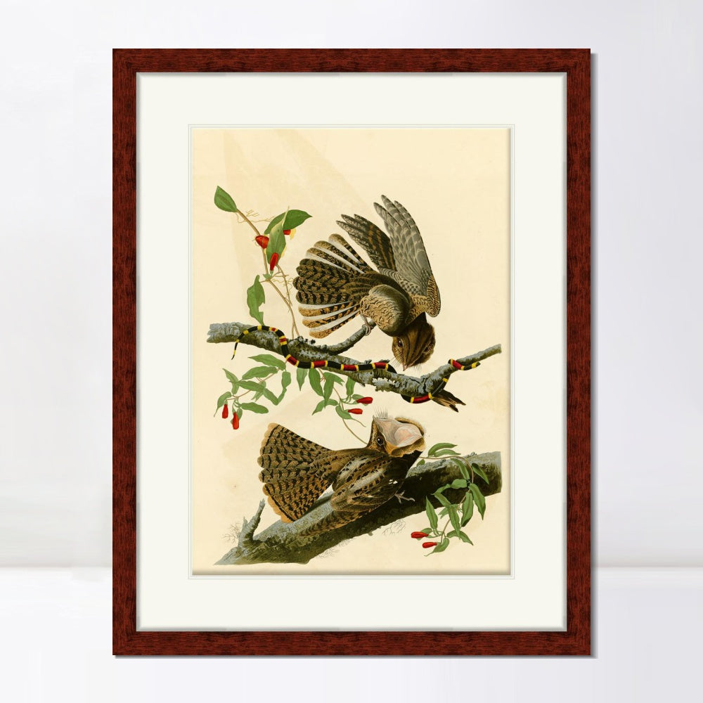 INVIN ART Framed Canvas Art Giclee Print Chuck Will's Widow by John James Audubon  Home Office Wall Art Decorations