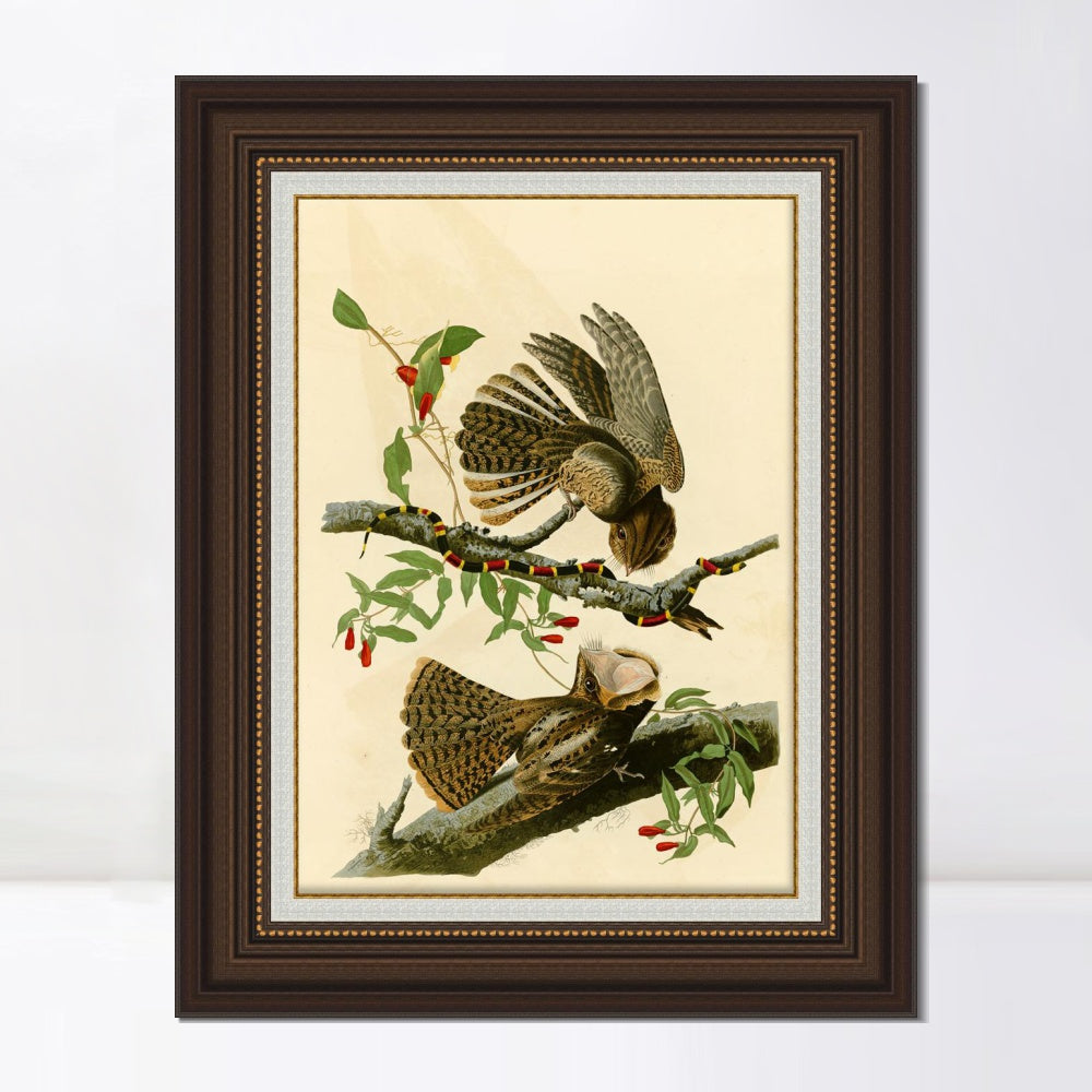INVIN ART Framed Canvas Art Giclee Print Chuck Will's Widow by John James Audubon  Home Office Wall Art Decorations