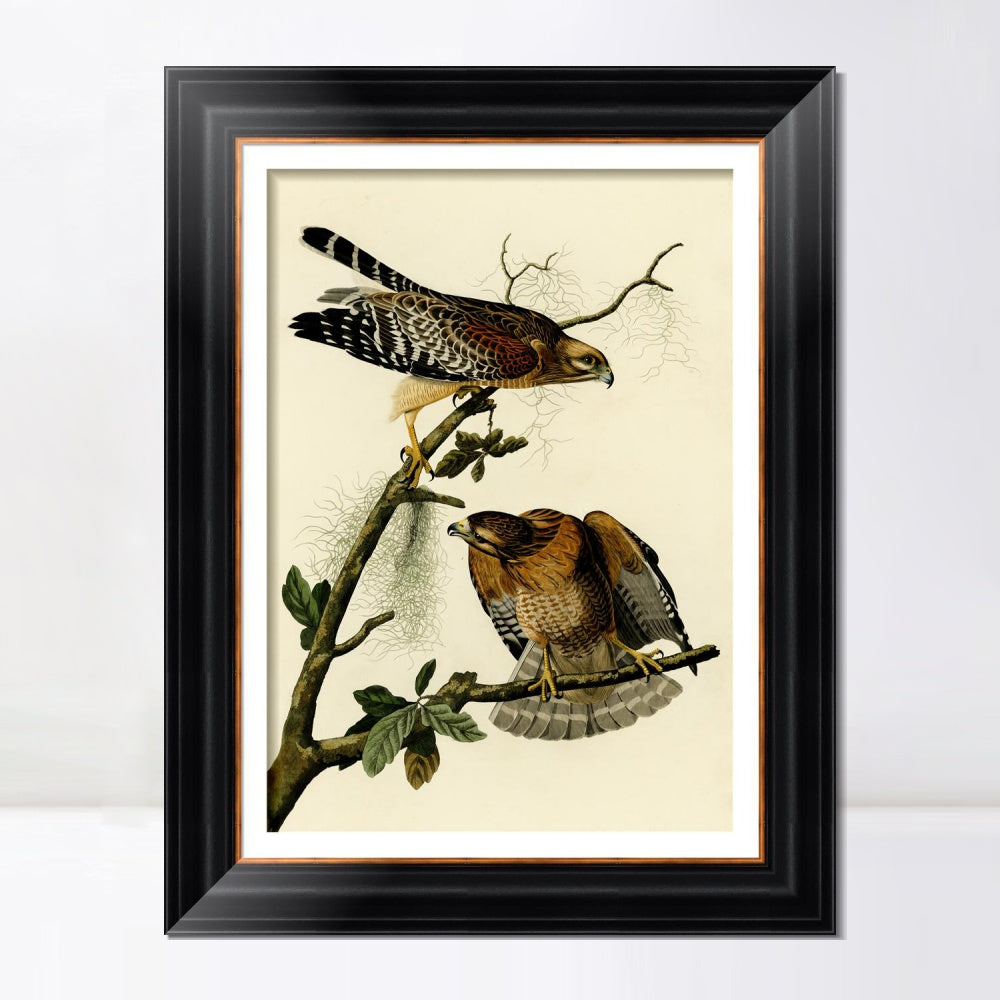 INVIN ART Framed Canvas Art Giclee Print Red Shouldered Hawk by John James Audubon  Home Office Wall Art Decorations