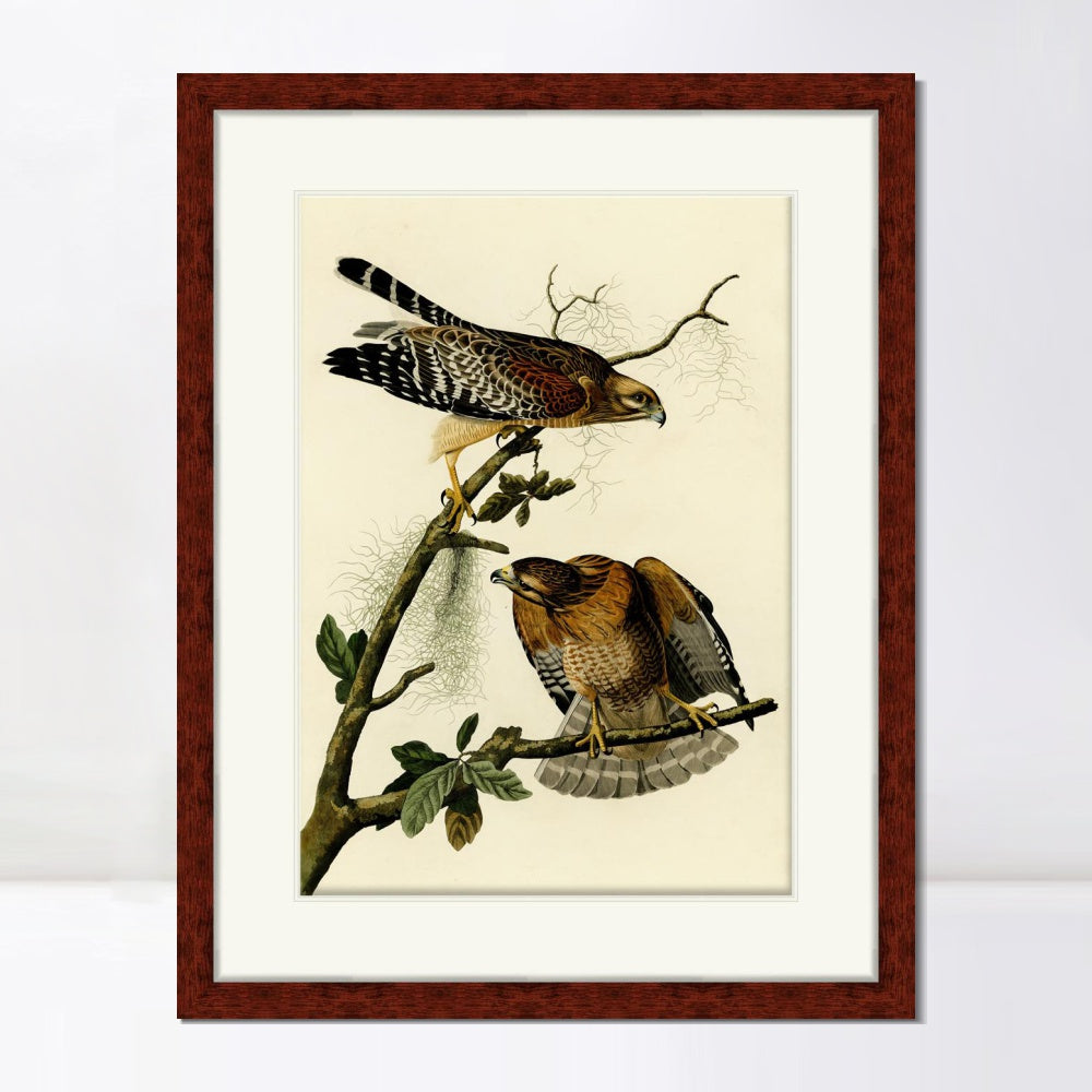 INVIN ART Framed Canvas Art Giclee Print Red Shouldered Hawk by John James Audubon  Home Office Wall Art Decorations