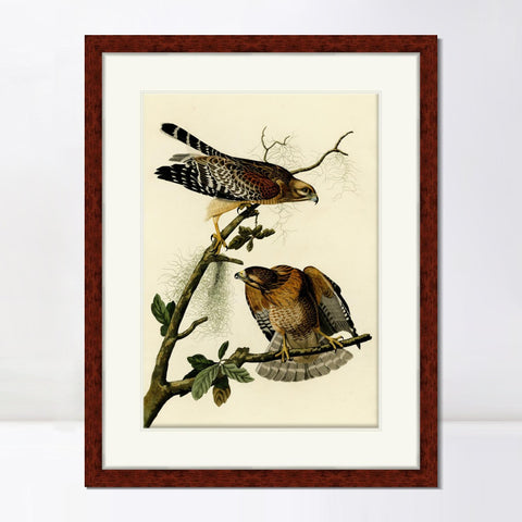 INVIN ART Framed Canvas Art Giclee Print Red Shouldered Hawk by John James Audubon Living Room Home Office Wall Art Decorations