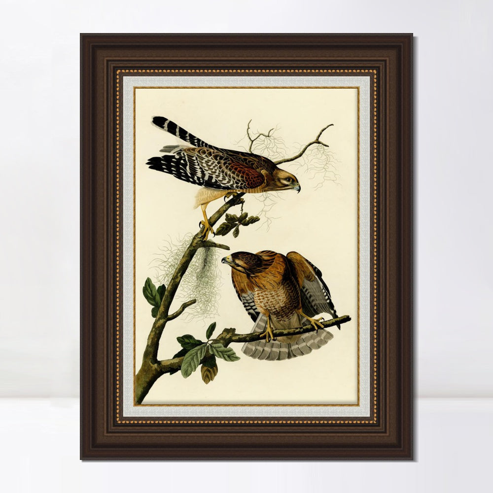 INVIN ART Framed Canvas Art Giclee Print Red Shouldered Hawk by John James Audubon  Home Office Wall Art Decorations