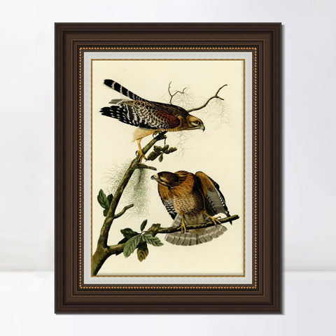 INVIN ART Framed Canvas Art Giclee Print Red Shouldered Hawk by John James Audubon Living Room Home Office Wall Art Decorations