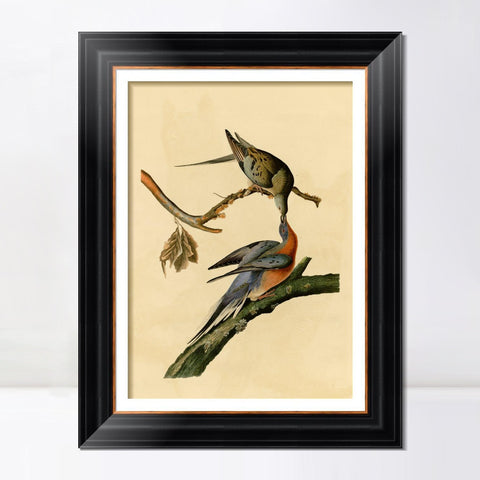 INVIN ART Framed Canvas Art Giclee Print Passenger Pigeon by John James Audubon Living Room Home Office Wall Art Decorations
