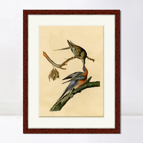 INVIN ART Framed Canvas Art Giclee Print Passenger Pigeon by John James Audubon Living Room Home Office Wall Art Decorations