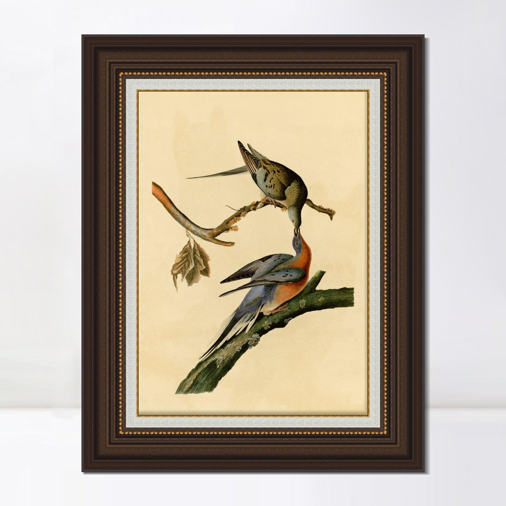 INVIN ART Framed Canvas Art Giclee Print Passenger Pigeon by John James Audubon  Home Office Wall Art Decorations