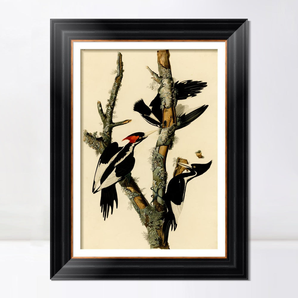 INVIN ART Framed Canvas Art Giclee Print Ivory Billed Woodpecker by John James Audubon  Home Office Wall Art Decorations