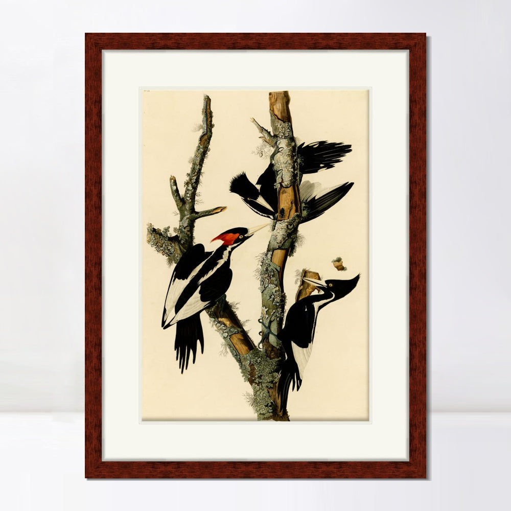 INVIN ART Framed Canvas Art Giclee Print Ivory Billed Woodpecker by John James Audubon  Home Office Wall Art Decorations