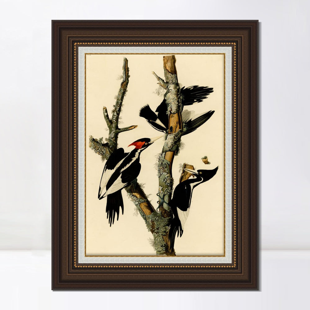 INVIN ART Framed Canvas Art Giclee Print Ivory Billed Woodpecker by John James Audubon  Home Office Wall Art Decorations