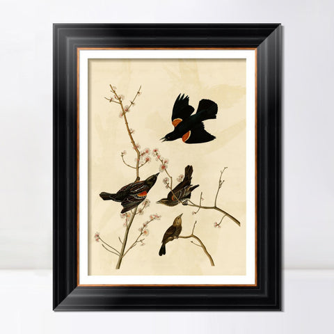 INVIN ART Framed Canvas Art Giclee Print Red Winged Starling or Marsh Blackbird by John James Audubon Living Room Home Office Wall Art Decorations