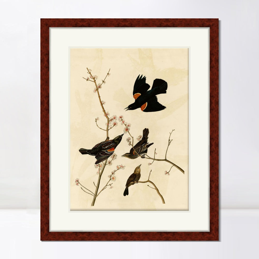 INVIN ART Framed Canvas Art Giclee Print Red Winged Starling or Marsh Blackbird by John James Audubon  Home Office Wall Art Decorations