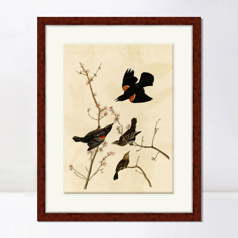 INVIN ART Framed Canvas Art Giclee Print Red Winged Starling or Marsh Blackbird by John James Audubon Living Room Home Office Wall Art Decorations