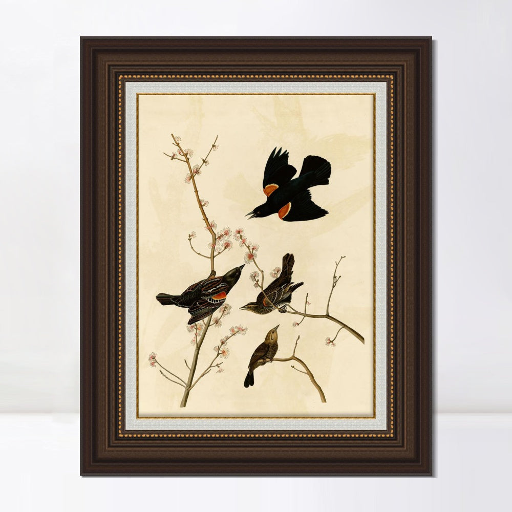 INVIN ART Framed Canvas Art Giclee Print Red Winged Starling or Marsh Blackbird by John James Audubon  Home Office Wall Art Decorations