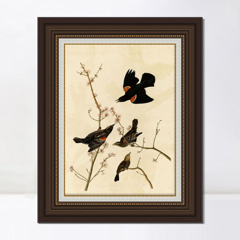 INVIN ART Framed Canvas Art Giclee Print Red Winged Starling or Marsh Blackbird by John James Audubon Living Room Home Office Wall Art Decorations