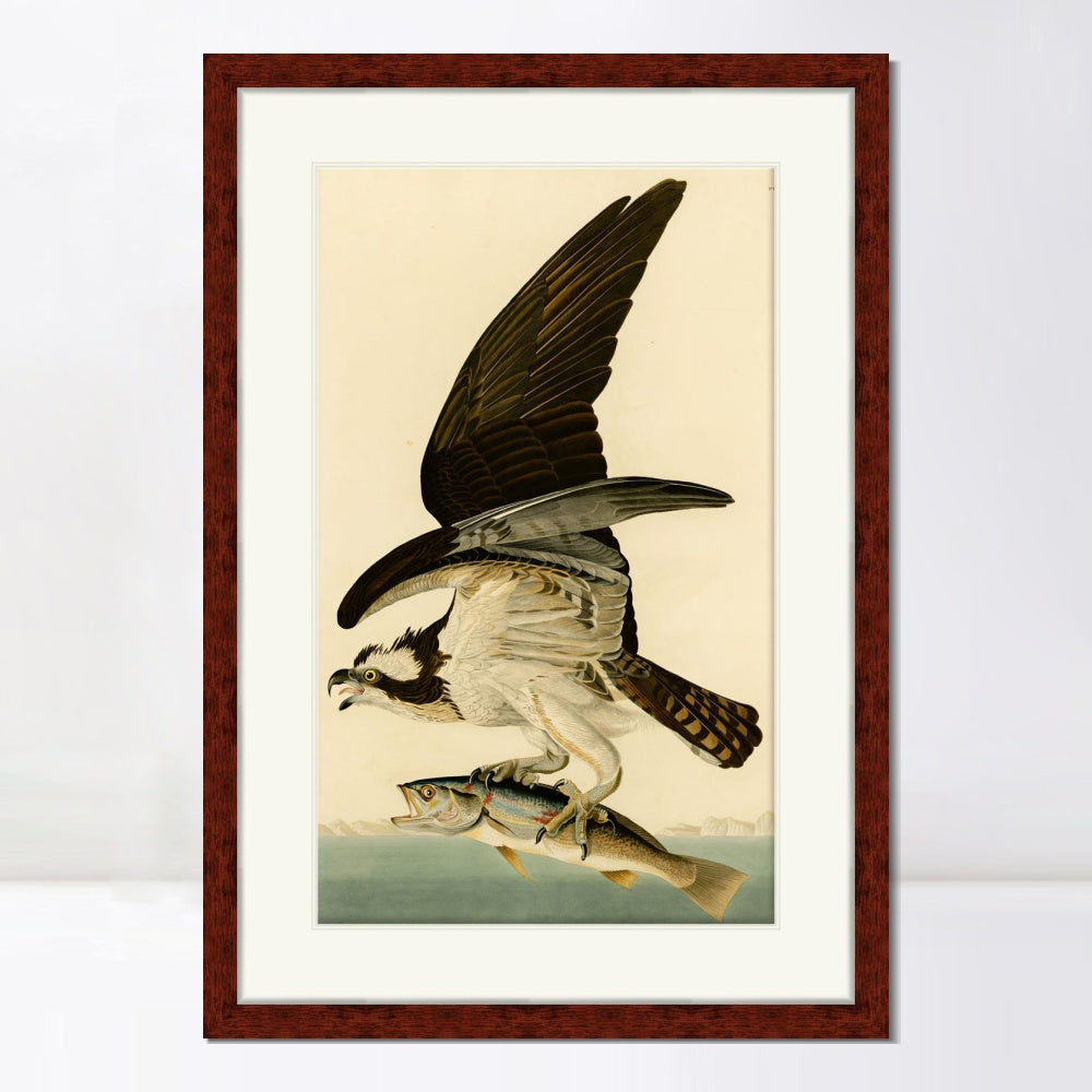 INVIN ART Framed Canvas Art Giclee Print Fish Hawk or Osprey by John James Audubon  Home Office Wall Art Decorations