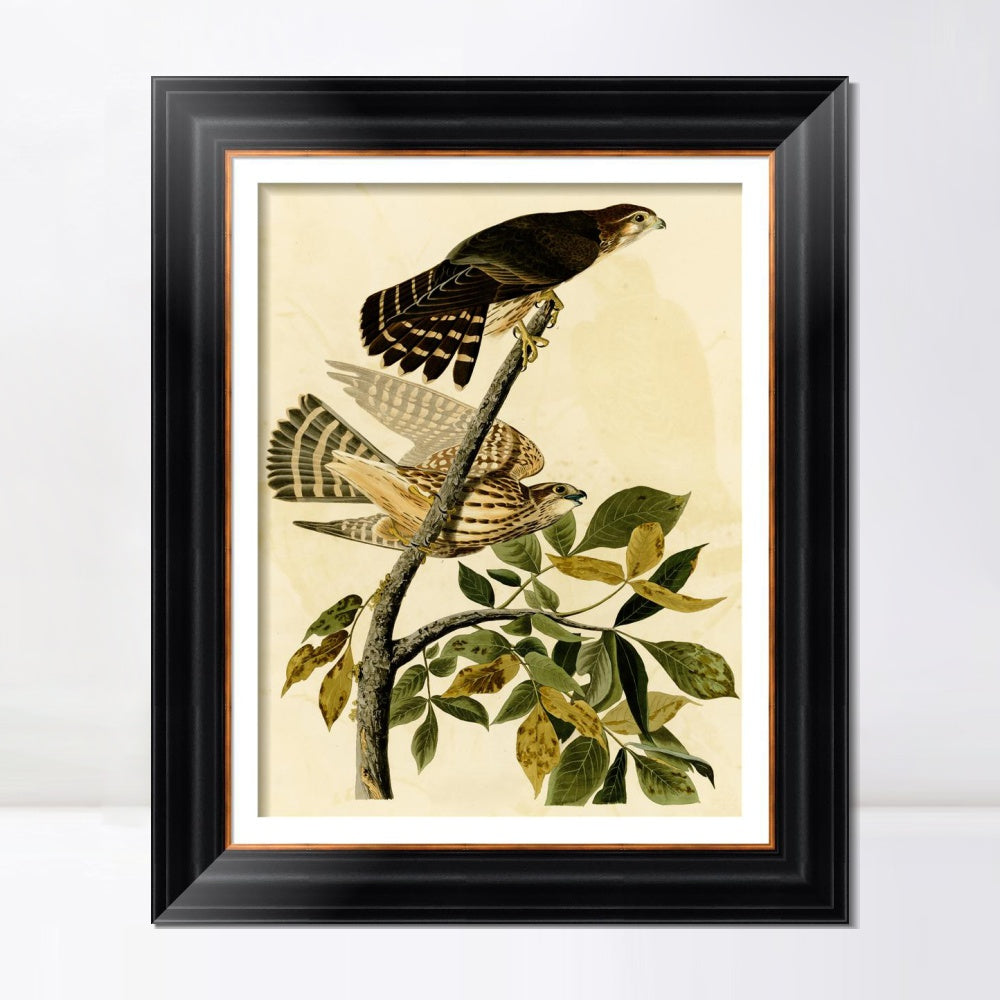 INVIN ART Framed Canvas Art Giclee Print Pigeon Hawk by John James Audubon  Home Office Wall Art Decorations