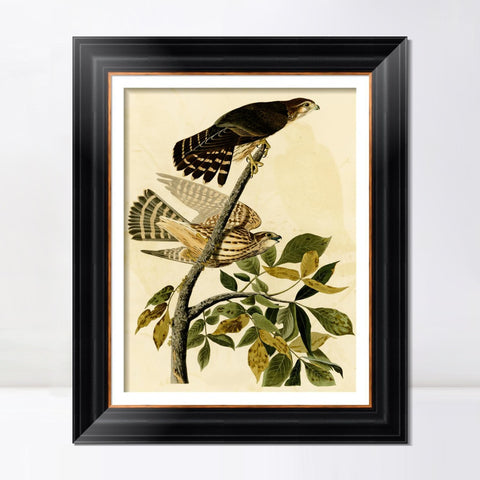 INVIN ART Framed Canvas Art Giclee Print Pigeon Hawk by John James Audubon Living Room Home Office Wall Art Decorations