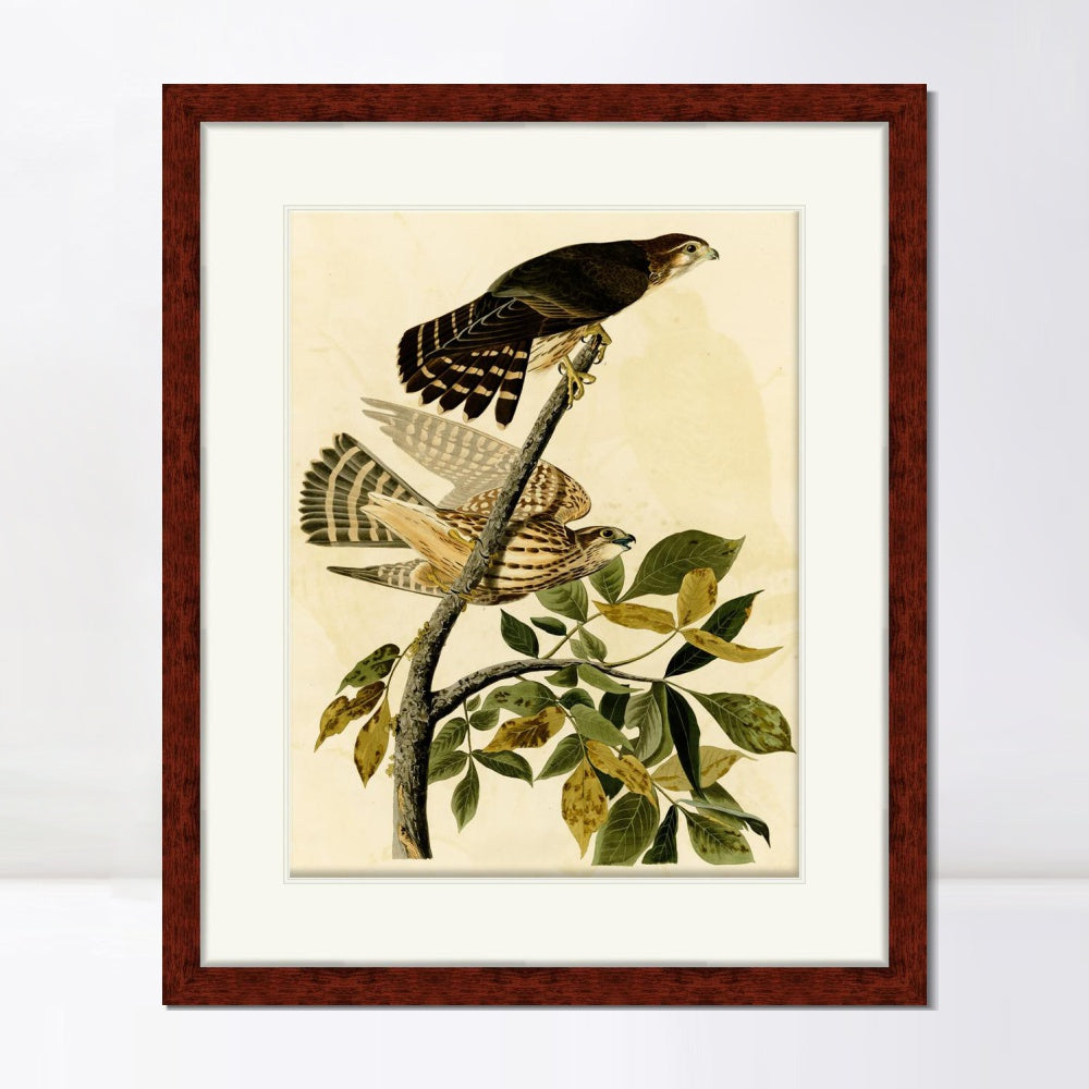 INVIN ART Framed Canvas Art Giclee Print Pigeon Hawk by John James Audubon  Home Office Wall Art Decorations