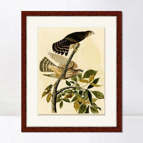 INVIN ART Framed Canvas Art Giclee Print Pigeon Hawk by John James Audubon Living Room Home Office Wall Art Decorations