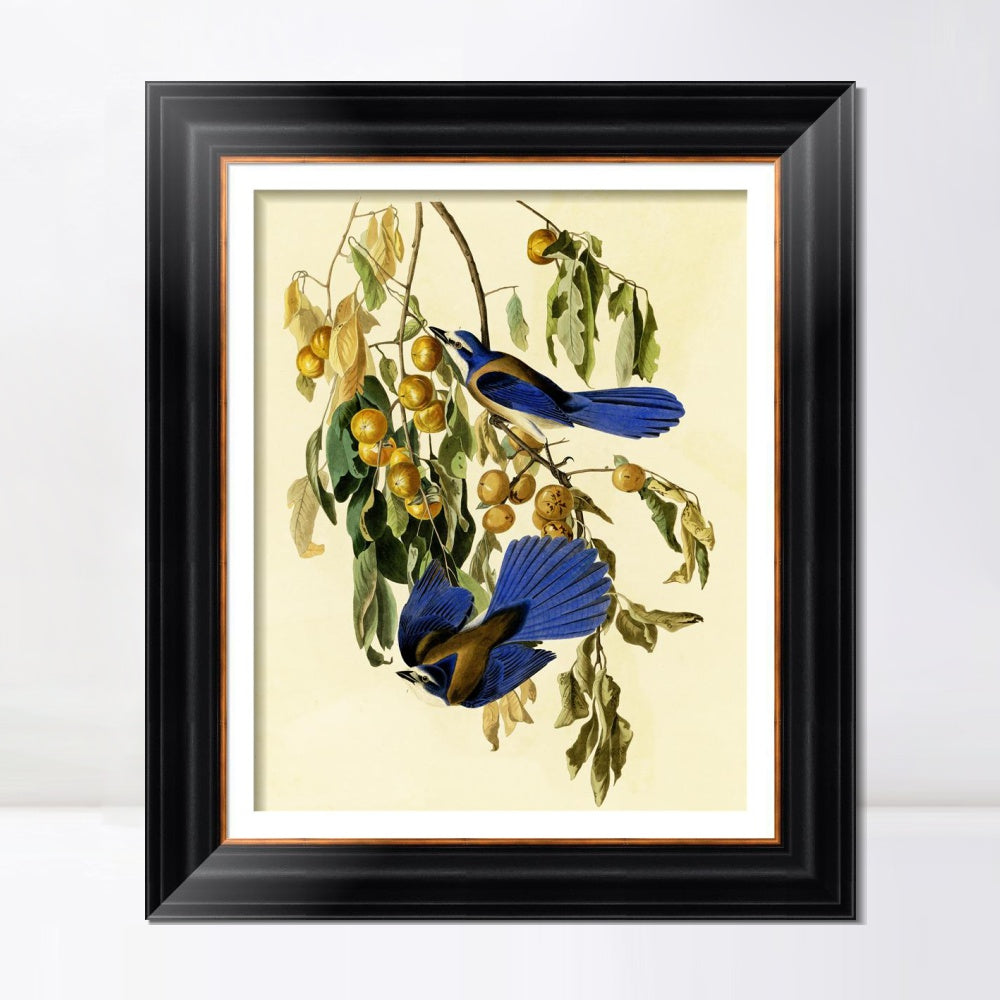 INVIN ART Framed Canvas Art Giclee Print Florida Jay by John James Audubon  Home Office Wall Art Decorations