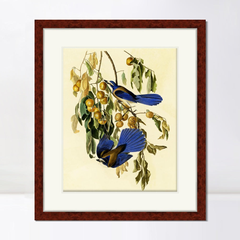 INVIN ART Framed Canvas Art Giclee Print Florida Jay by John James Audubon  Home Office Wall Art Decorations