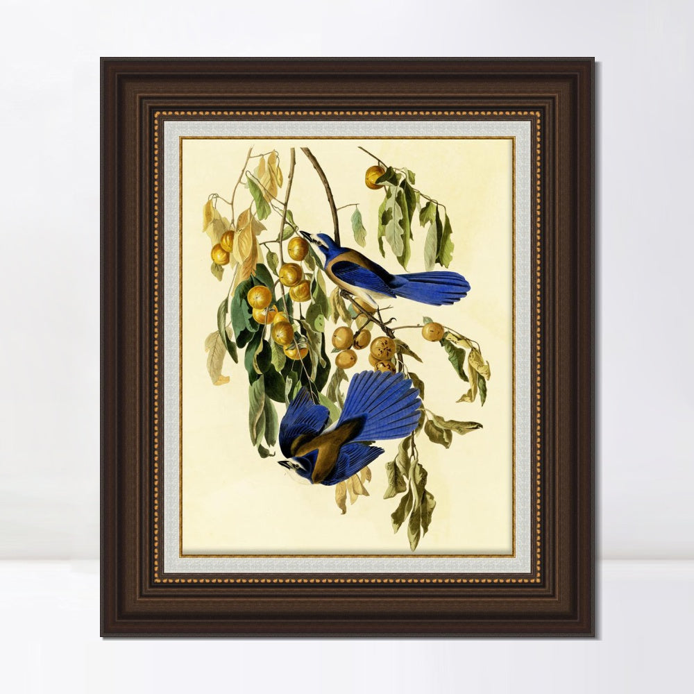 INVIN ART Framed Canvas Art Giclee Print Florida Jay by John James Audubon  Home Office Wall Art Decorations