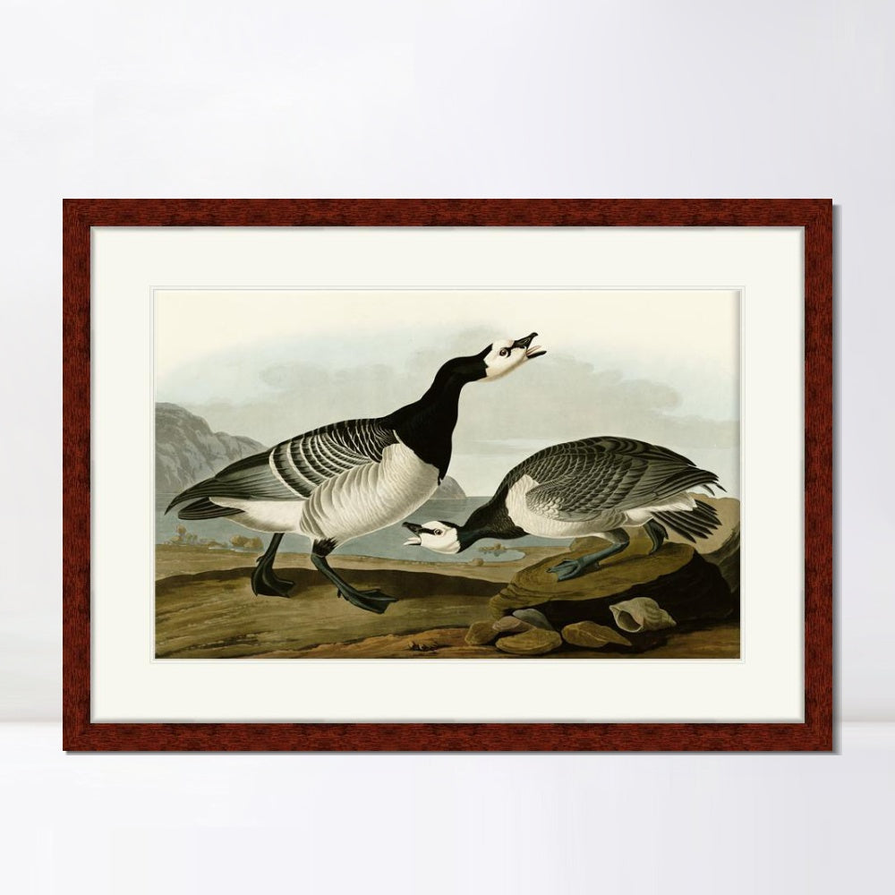 INVIN ART Framed Canvas Art Giclee Print Barnacle Goose by John James Audubon Living Room Home Office Wall Art Decorations
