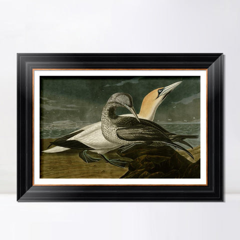 INVIN ART Framed Canvas Art Giclee Print Gannet by John James Audubon Living Room Home Office Wall Art Decorations