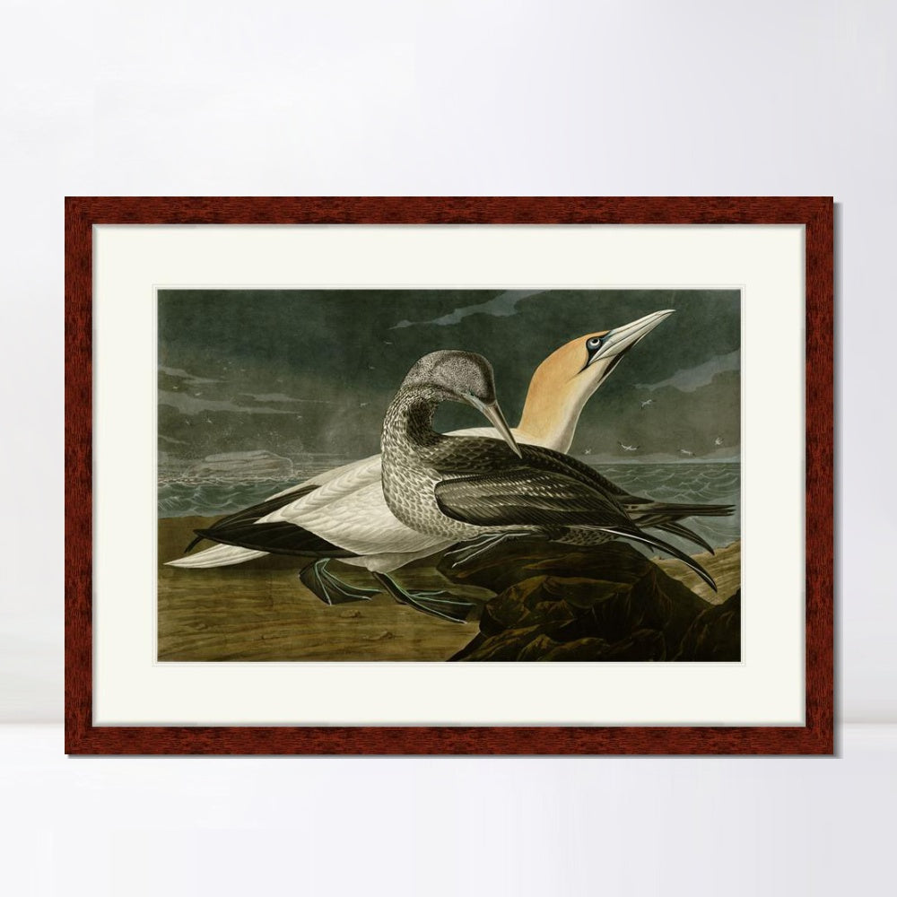 INVIN ART Framed Canvas Art Giclee Print Gannet by John James Audubon  Home Office Wall Art Decorations