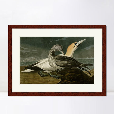 INVIN ART Framed Canvas Art Giclee Print Gannet by John James Audubon Living Room Home Office Wall Art Decorations