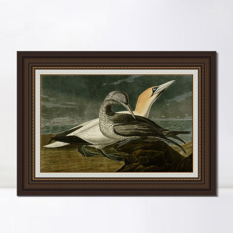 INVIN ART Framed Canvas Art Giclee Print Gannet by John James Audubon Living Room Home Office Wall Art Decorations