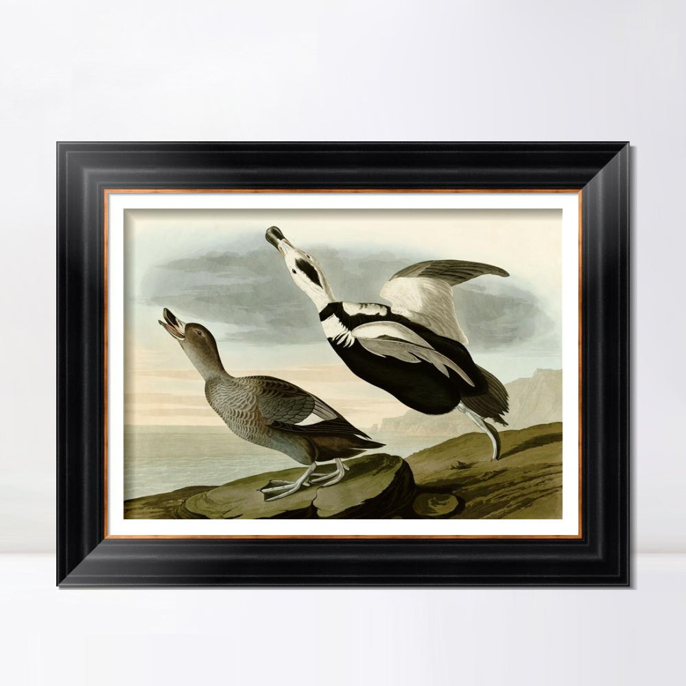 INVIN ART Framed Canvas Art Giclee Print Pied Duck Jay by John James Audubon  Home Office Wall Art Decorations