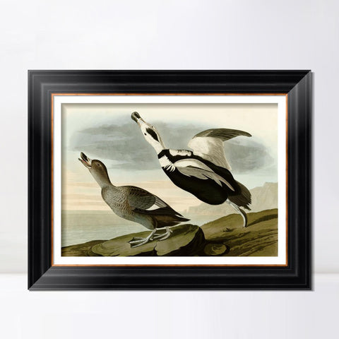 INVIN ART Framed Canvas Art Giclee Print Pied Duck Jay by John James Audubon Living Room Home Office Wall Art Decorations