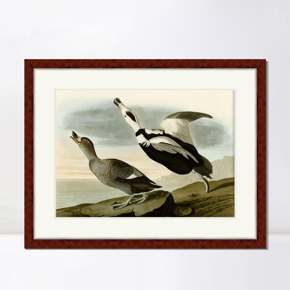 INVIN ART Framed Canvas Art Giclee Print Pied Duck Jay by John James Audubon  Home Office Wall Art Decorations