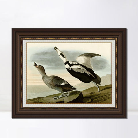 INVIN ART Framed Canvas Art Giclee Print Pied Duck Jay by John James Audubon Living Room Home Office Wall Art Decorations