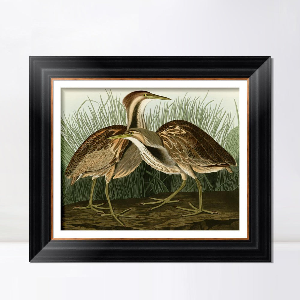 INVIN ART Framed Canvas Art Giclee Print American Bittern by John James Audubon  Home Office Wall Art Decorations