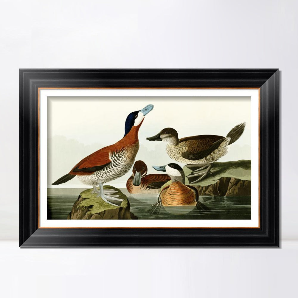 INVIN ART Framed Canvas Art Giclee Print Ruddy Duck by John James Audubon  Home Office Wall Art Decorations