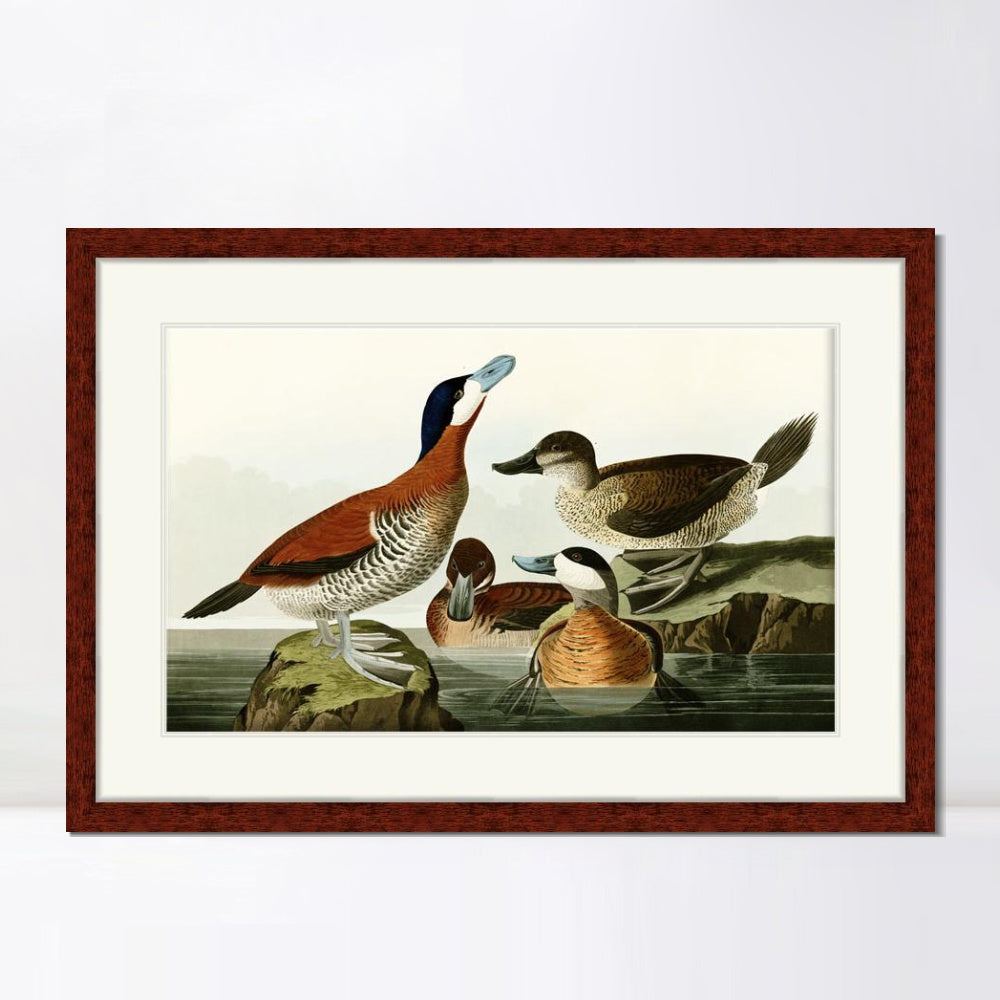 INVIN ART Framed Canvas Art Giclee Print Ruddy Duck by John James Audubon  Home Office Wall Art Decorations