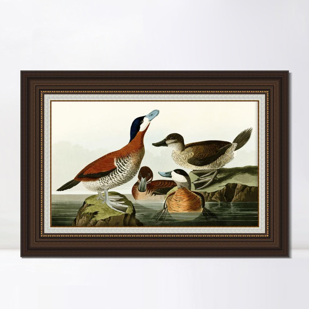 INVIN ART Framed Canvas Art Giclee Print Ruddy Duck by John James Audubon  Home Office Wall Art Decorations