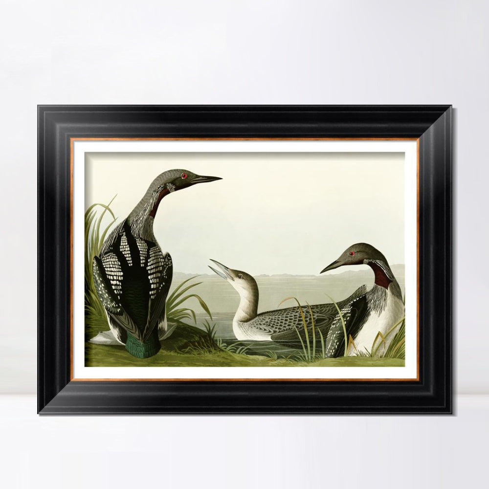 INVIN ART Framed Canvas Art Giclee Print Black Throated Diver by John James Audubon  Home Office Wall Art Decorations